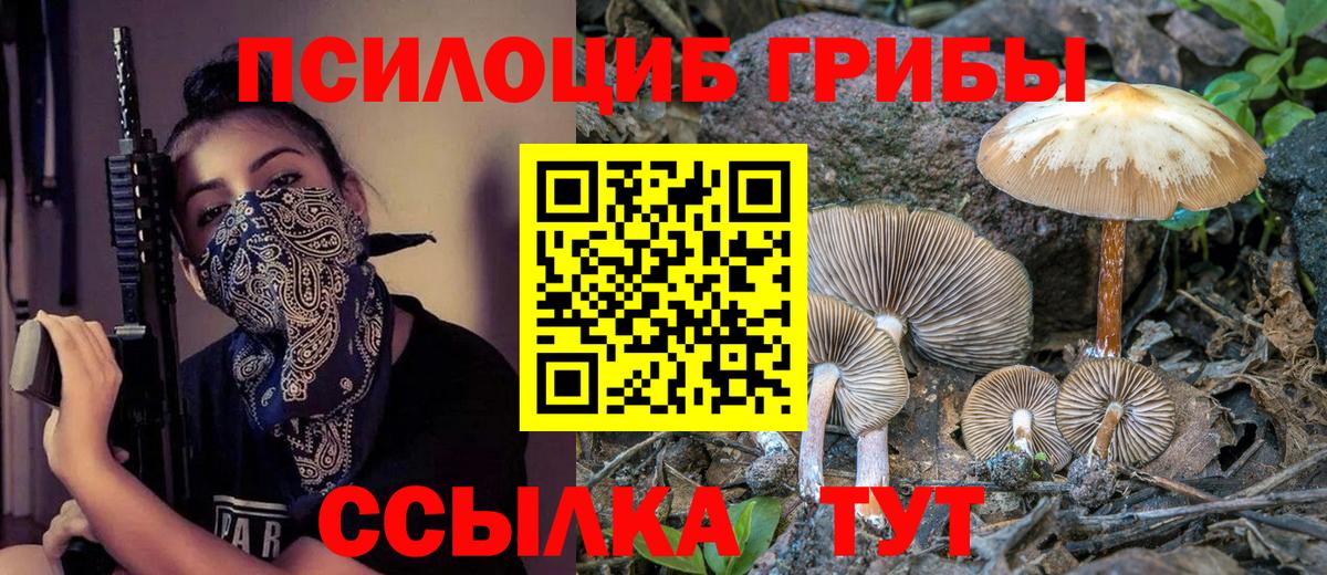 Галлюциногенные грибы Psilocybe Бузулук